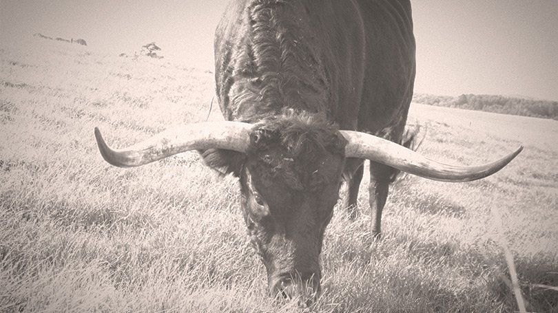 Texas Longhorn Bulle Texas Longhorn Bulle, Zuchtbulle