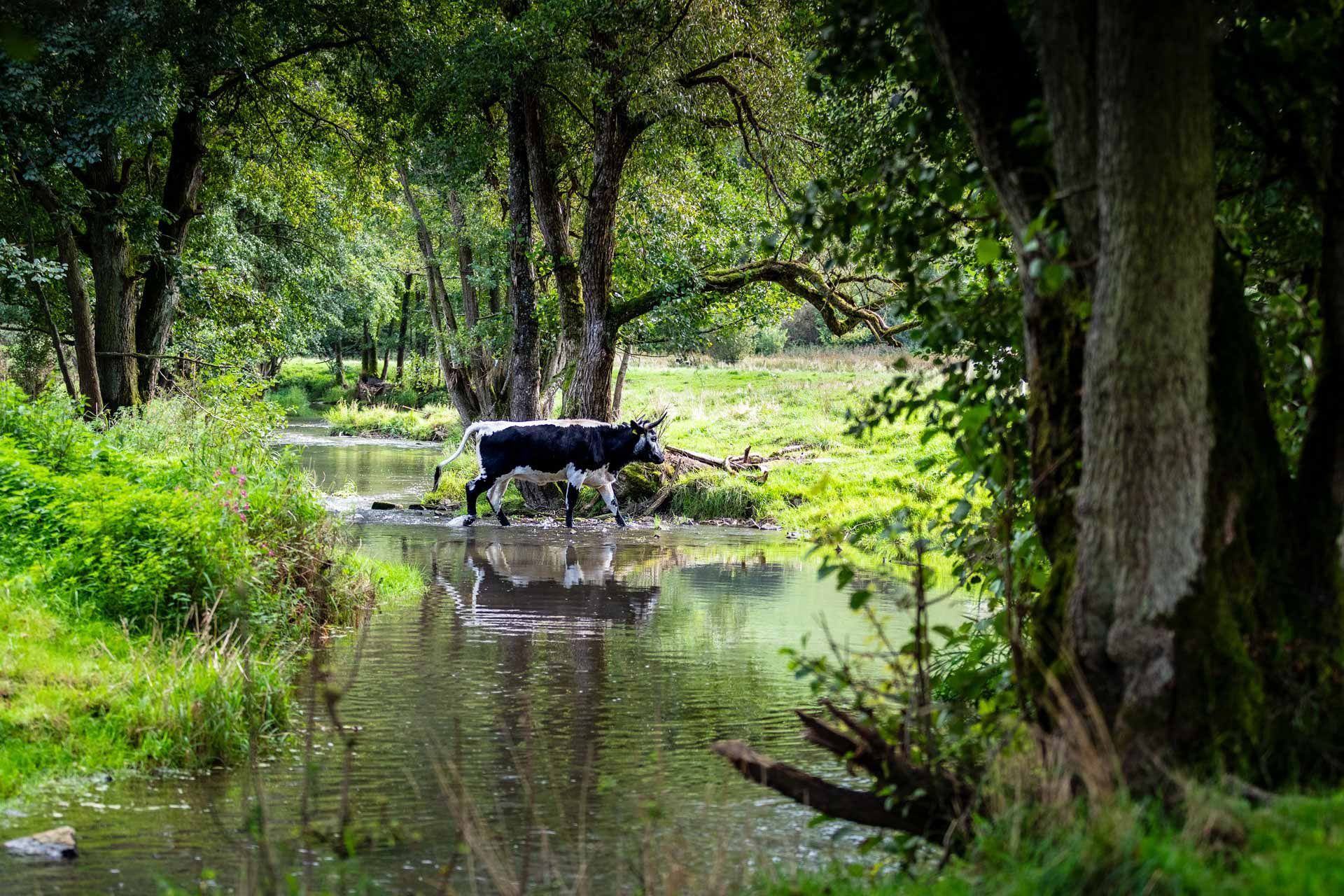 Texas Longhorn am Bachlauf Texas Longhorn am Bachlauf