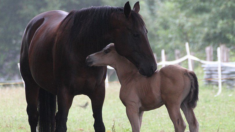 Blue Moon San Badger mit Luna Blue Power Mutterstute/ Zuchtstute mit Fohlen