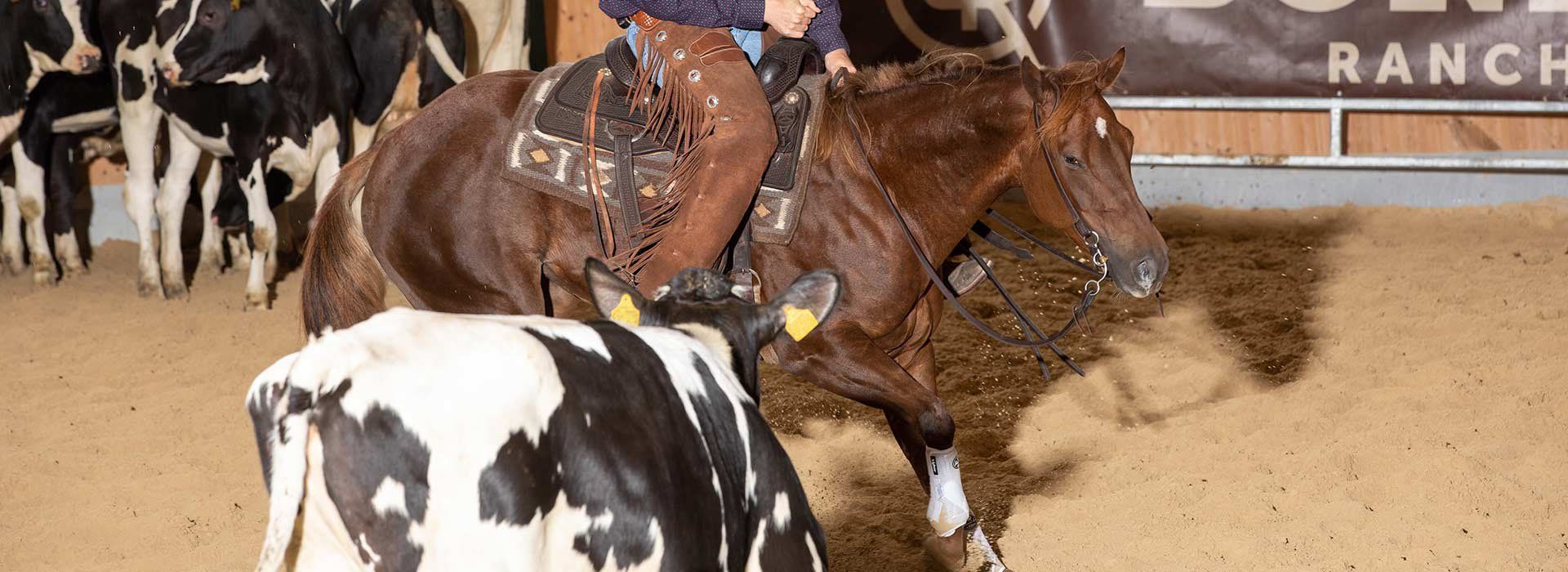 QP One Wild Night, Quarter Horse Stute bei Futurity Prüfung QP One Wild Night, Quarter Horse Stute bei Futurity Prüfung