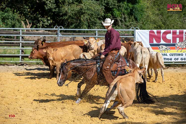 Bella Bar Maid Helge beim Cutting, NCHA oG Highpoint Show, Marl