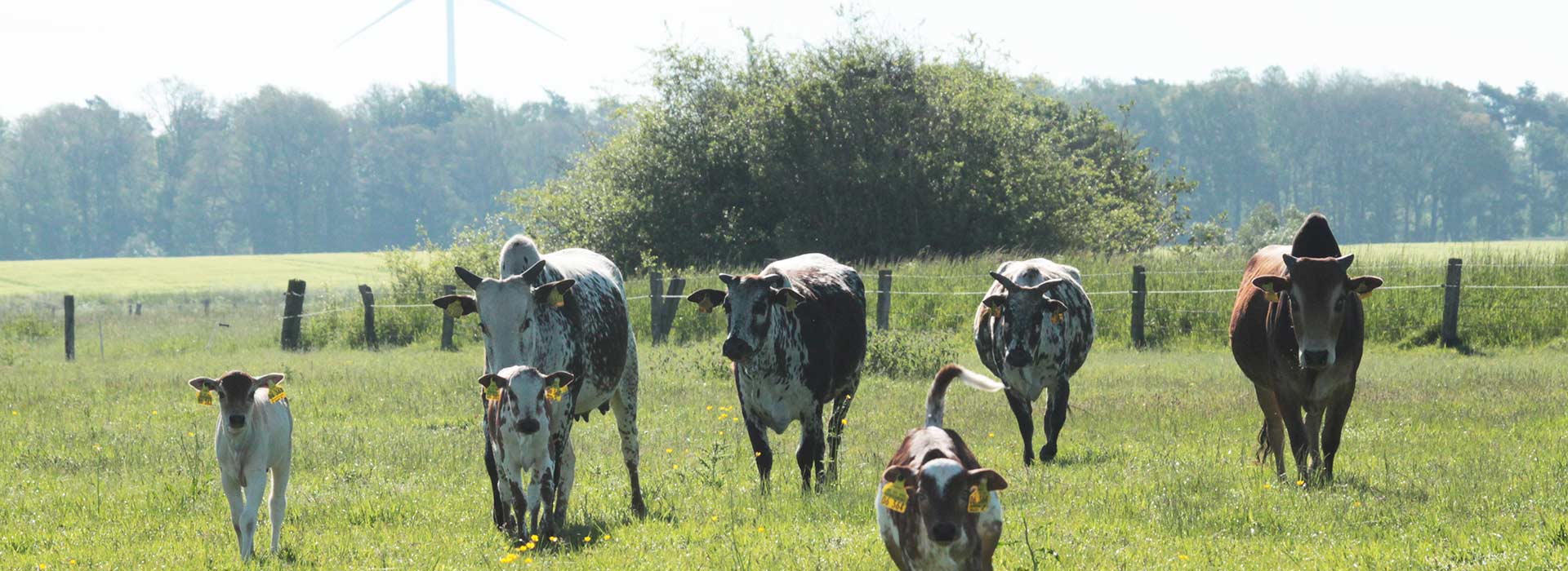 Zwerg-Zebu Herde Zwerg-Zebu Herde, Kälber