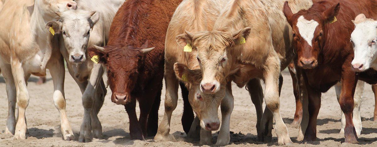 Jungrinder Jungrinder