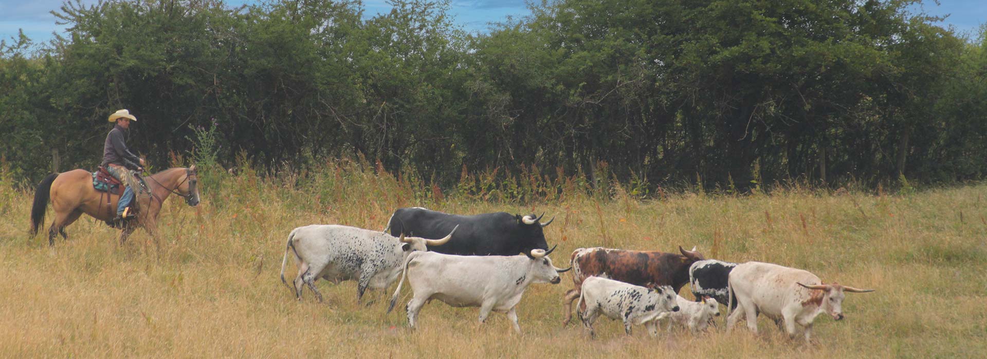 Viehtrieb, Luna Blue Power Viehtrieb, Luna Blue Power