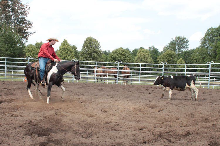 Trainingspferd Mashine Gun, Paint Helge beim Training, Rindertraining, Painthorse