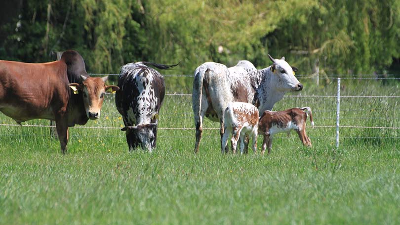 Zwerg-Zebu-Herde, junge Kälber Zwerg-Zebu-Herde, junge Kälber