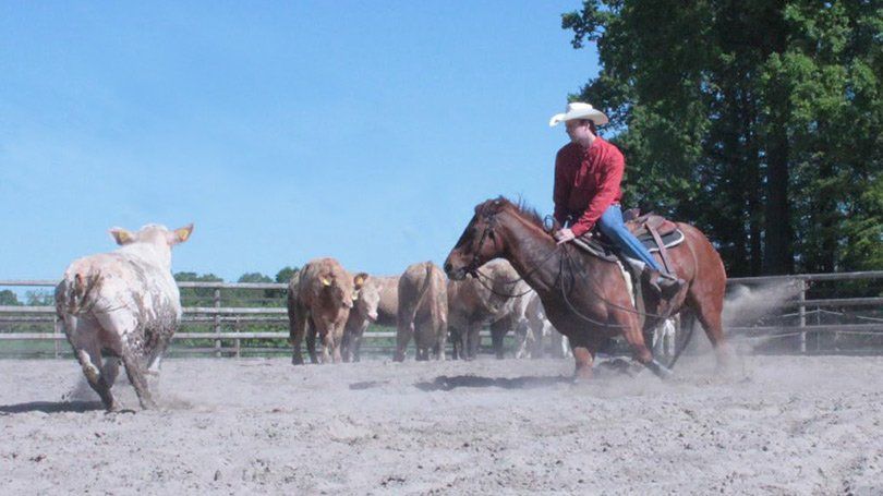 Dee Sunny Smart beim Cuttingtraining Pferd beim Cutting