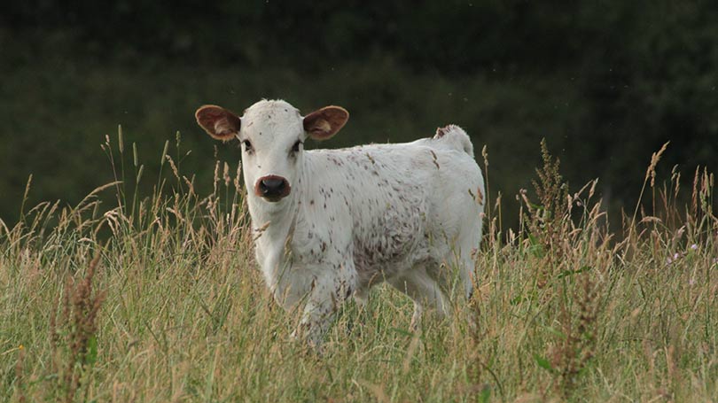 Texas Longhorn Kalb Texas Longhorn Kalb