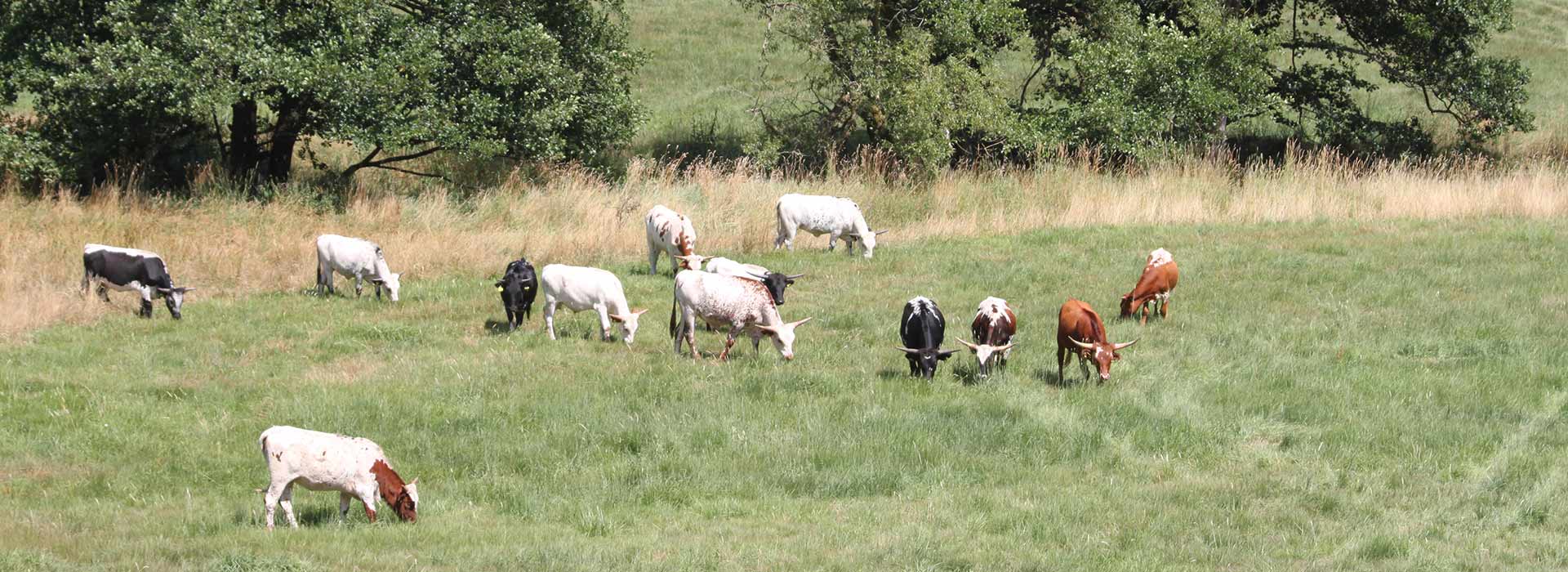 Texas Longhorn Herde Texas Longhorn Herde