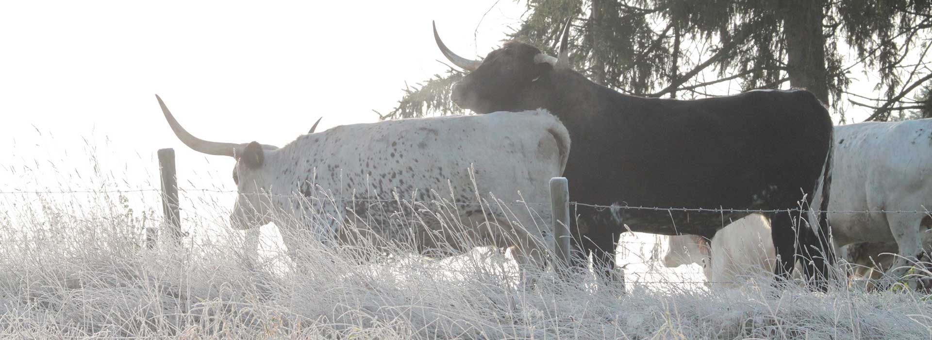 Texas Longhorn Zucht, Anpaarung Zuchtkuh und Zuchtbulle