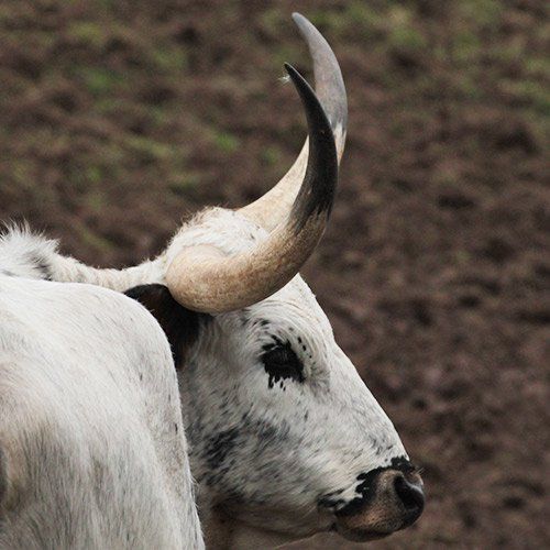 Texas Longhorn Kuh im Profil, Hörner