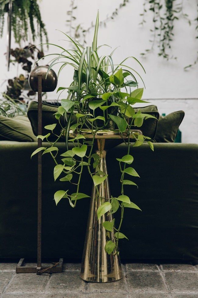 La biofilia en la decoracion