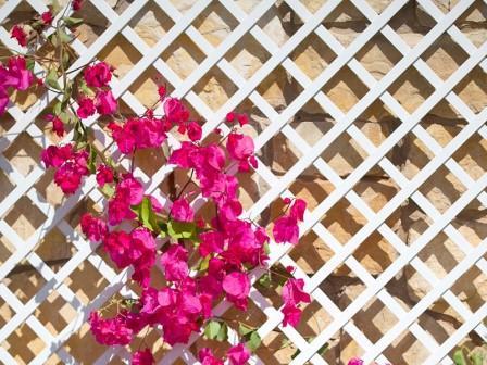 Celosía pvc blanca con decoración de bugambilia