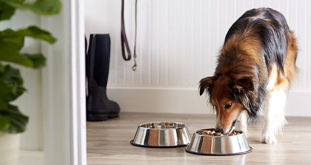 Comederos para perros Decoración y comederos para perros