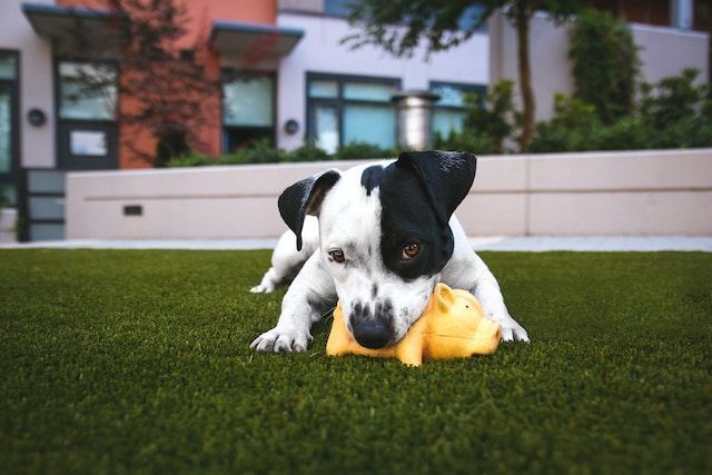 Césped sintético para mascotas Césped sintético para mascotas