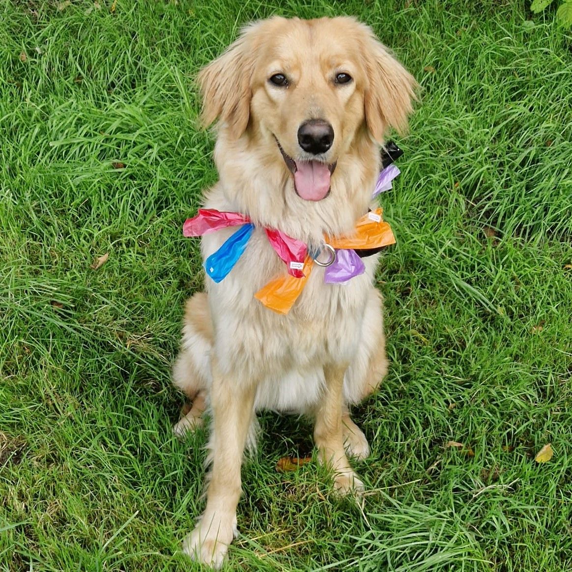 Cinya vom Dinkelhook feiert in den Niederlanden ihren Geburtstag