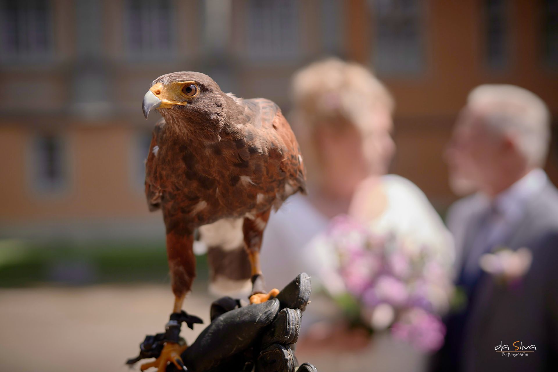 Greifvogel Wüstenbussard im Vordergrund. im Hintergrund ein Hochzeitspaar.