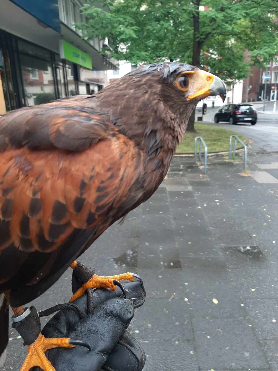 Taubenvergrämung in der Innenstadt von Essen mit Wüstenbussard Notos Taubenvergrämung mit Wüstenbussard Notos