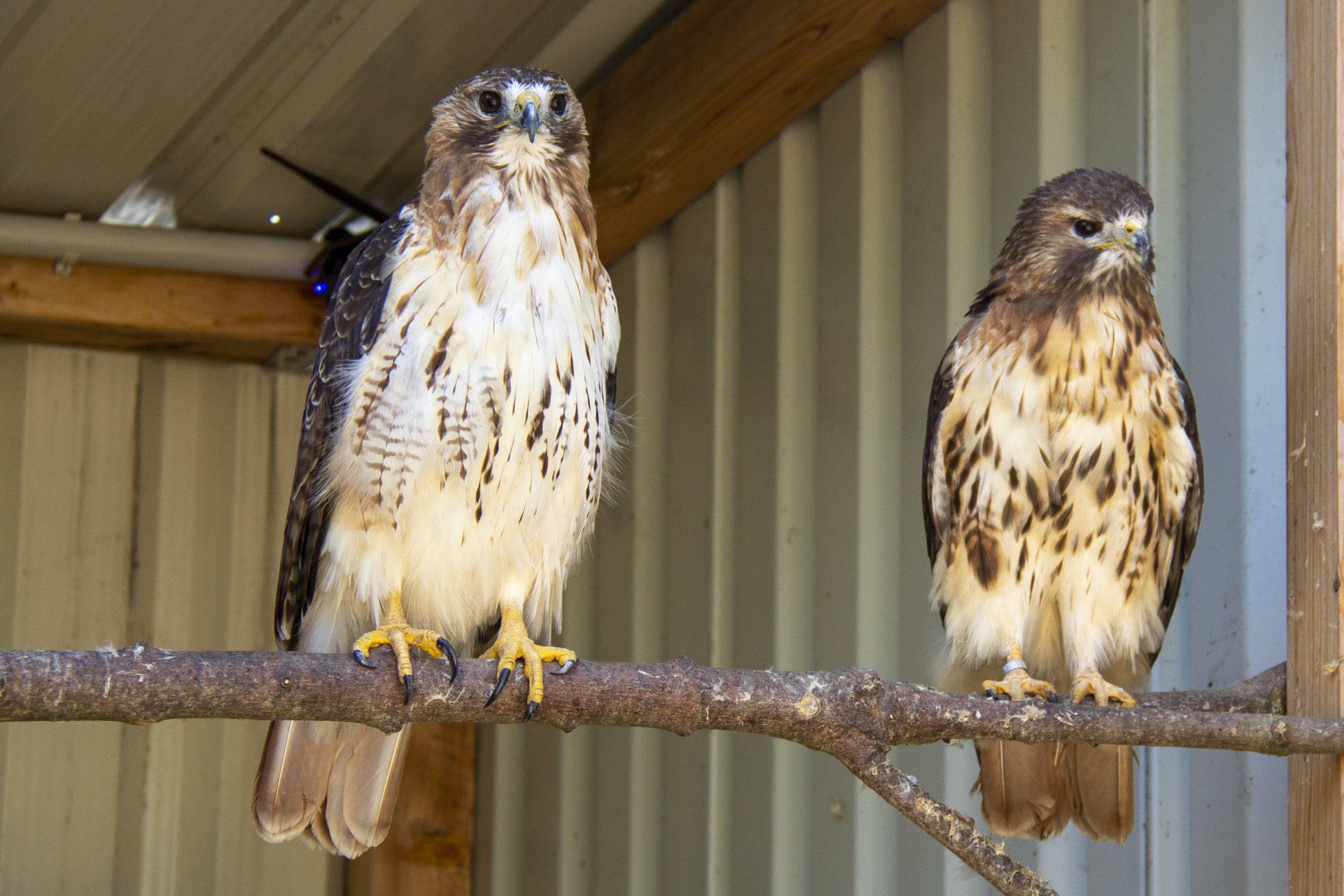 Zucht von Rotschwanzbussarden