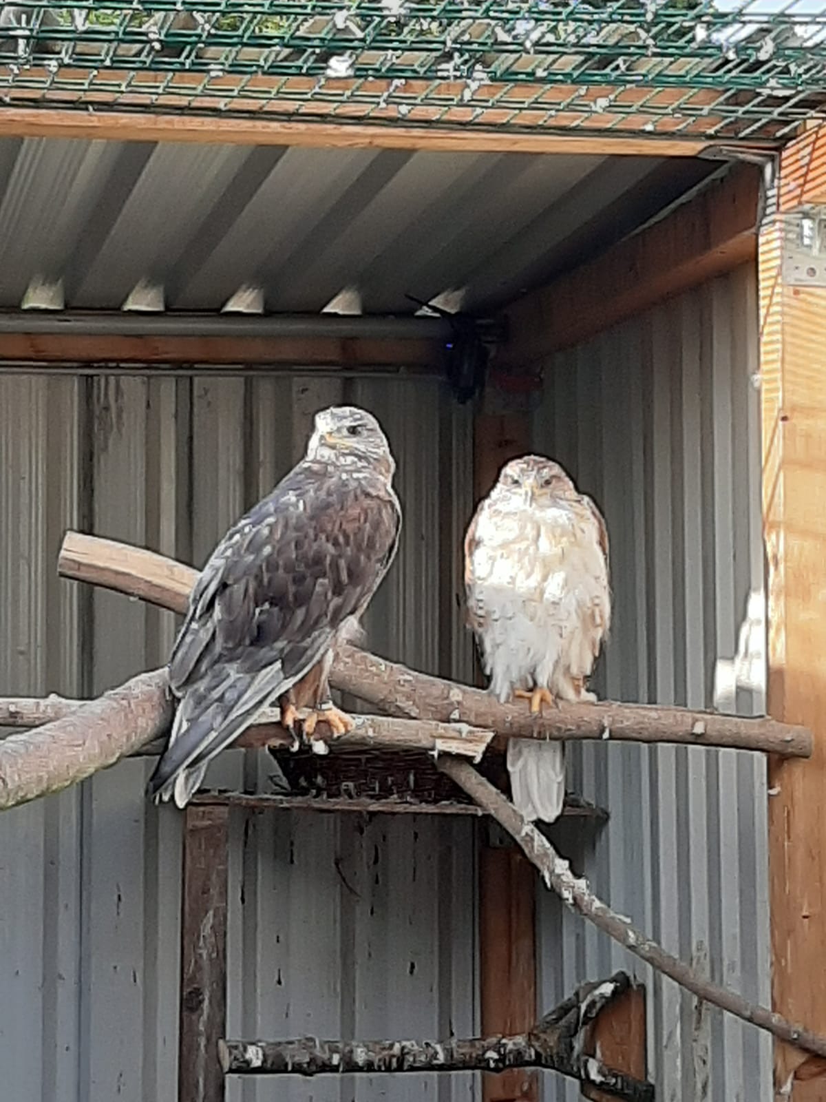 Zucht von Königsbussarden