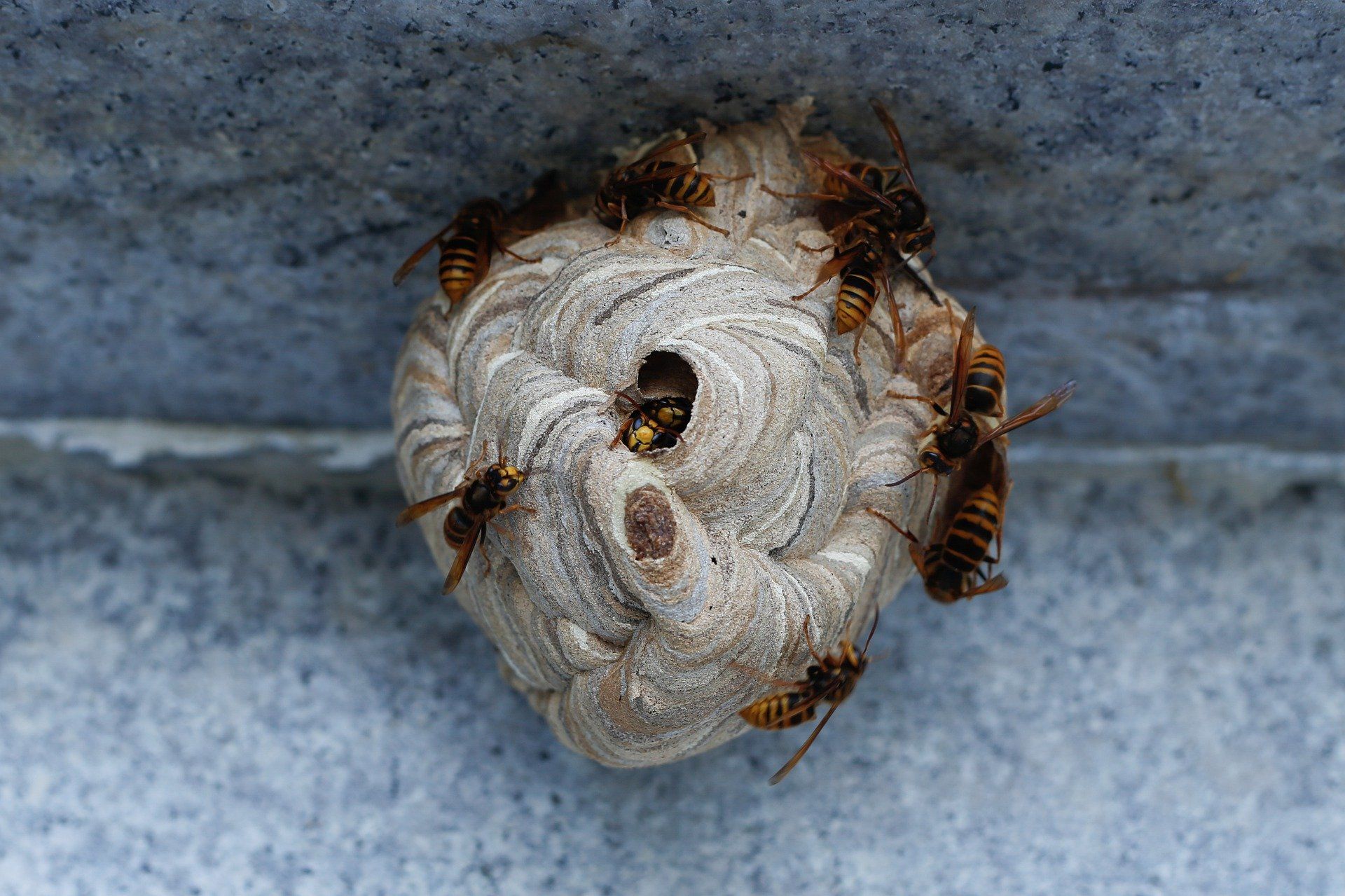 Nest einer Asiatischen Hornisse im Anfangsstadium mit mehreren Hornissen, die daran bauen.