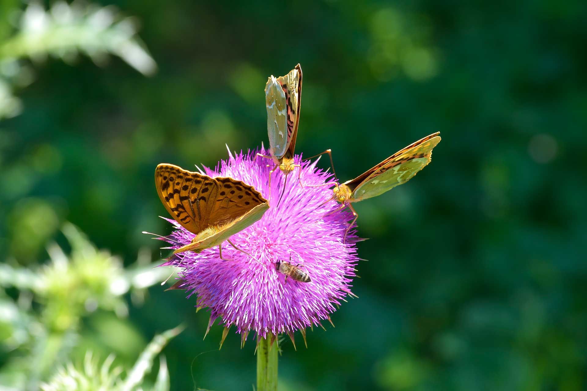 Schmetterlinge und Bienen auf Mariendistel