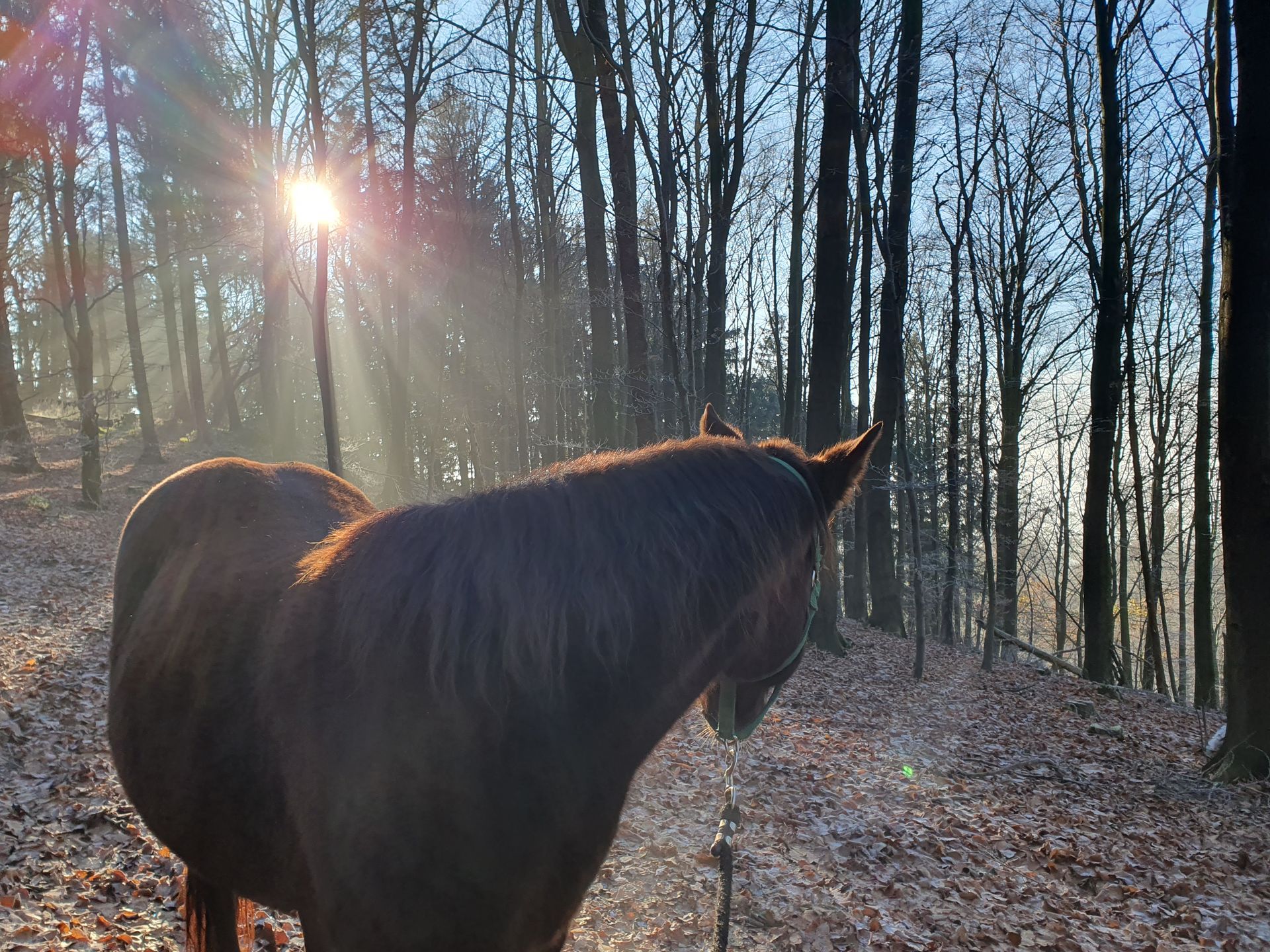 Wen rufe ich denn jetzt, wenn mein Pferd nicht so ganz rund läuft?