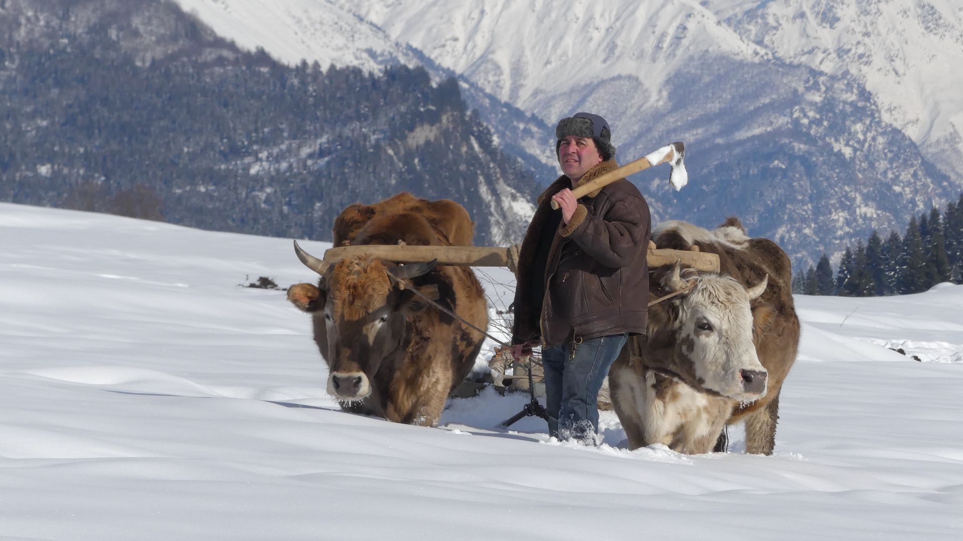 Mann mit Ochsen im Tiefschnee in Georgien