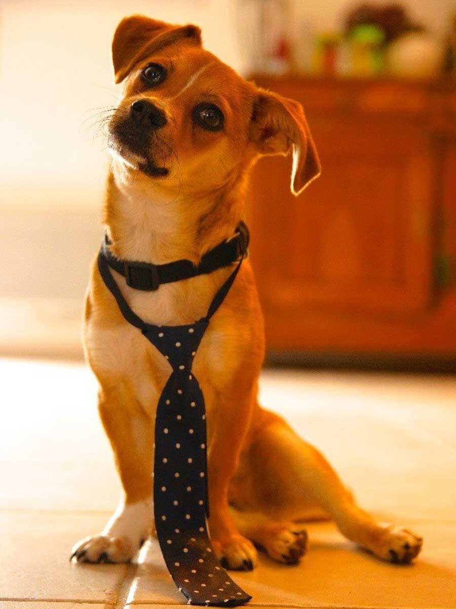 Jude – Chosa : Chief Happiness Officer Small Assistant de l’Espace Aristide !