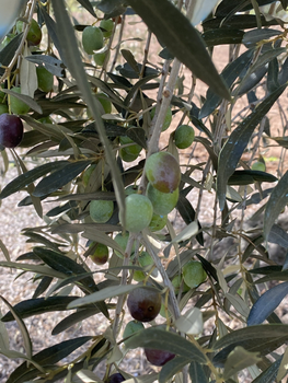 Les Nostres Varietats d'olives