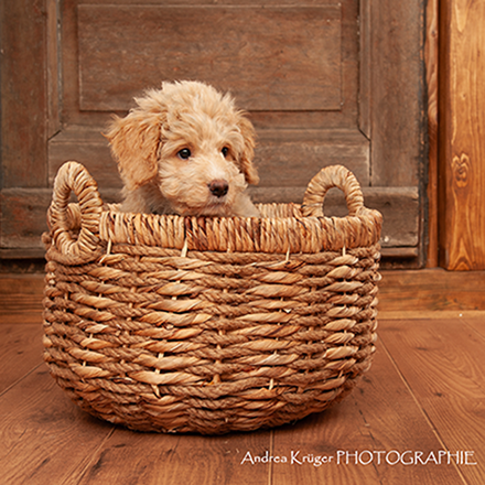 Unsere Lieblinge Tiershooting