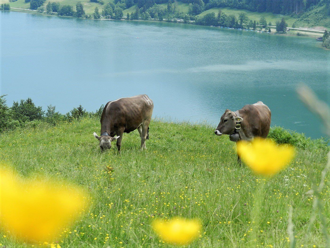 Alpseepanorama
