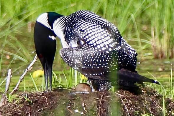 Image of loon on nest