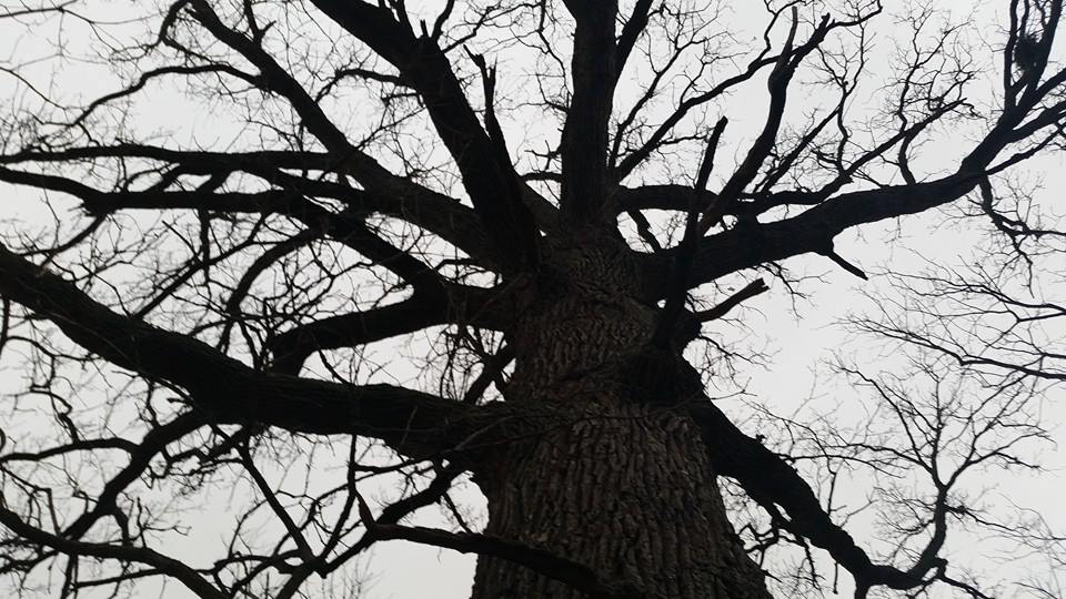 Arboricultural Services