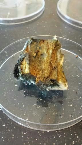 Starch Test of a Silver Maple Tree
